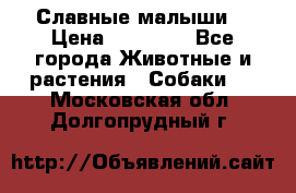 Славные малыши! › Цена ­ 10 000 - Все города Животные и растения » Собаки   . Московская обл.,Долгопрудный г.